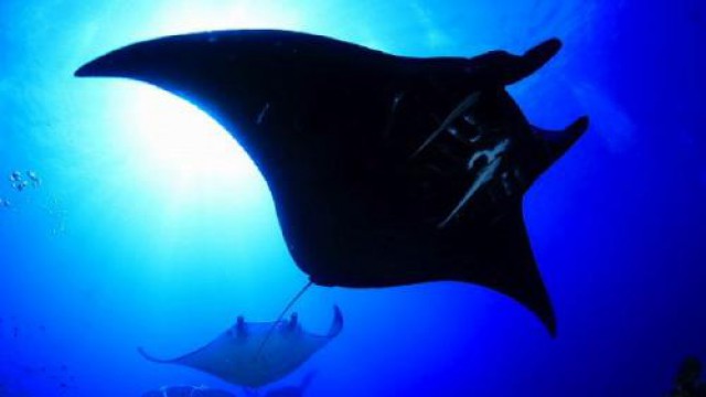 ファンダイビング/2DIVE（ヌメア）