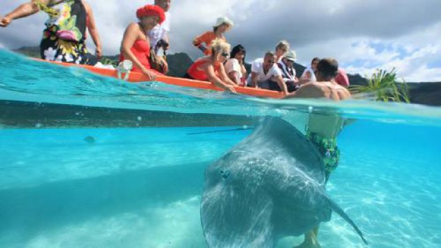 サメ＆エイウォッチングとモツピクニック