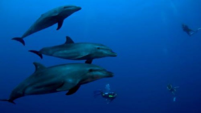 ファンダイビング（2タンク）