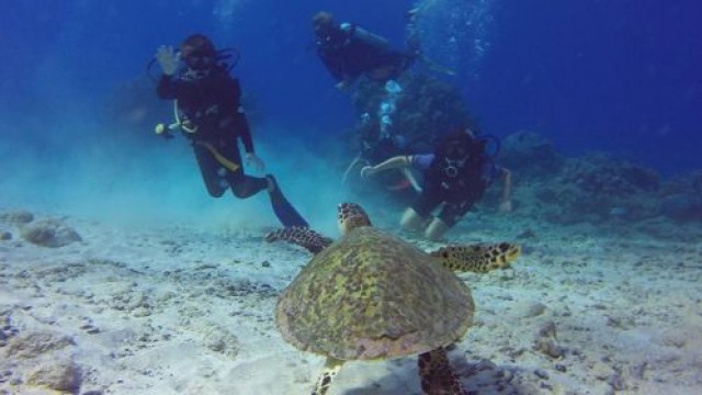 ダイビング・パシフィックダイバー