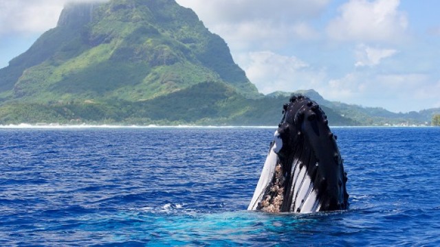 【期間限定】ホエール・ウォッチングツアー in ボラボラ