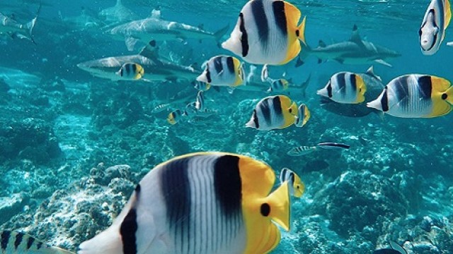 フアヒネ島ディスカバリー・ラグーンツアー