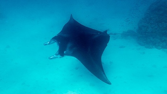 ティケハウ島 ガイド付き、スノーケリングツアー（午前）
