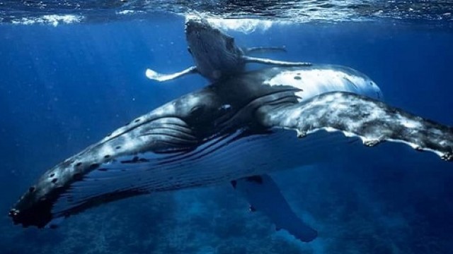 【期間限定】ホエール・ウォッチングツアー in ルルツ