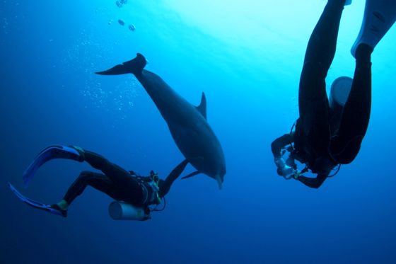 BLUE VELVET DIVING CENTER ( ブルーベルベット ダイビング)